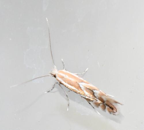 Phyllonorycter sp.